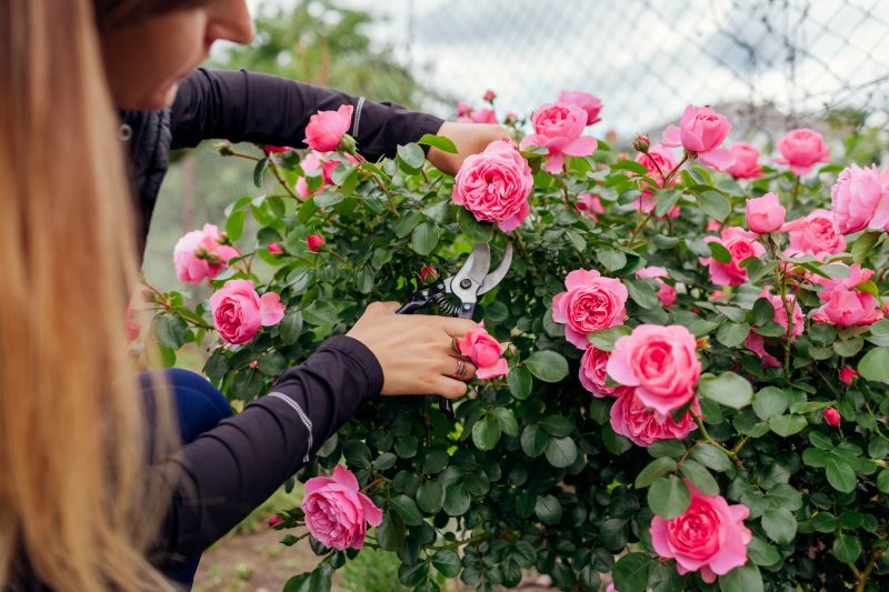 Knockout Roses Pruning in Aiken, SC