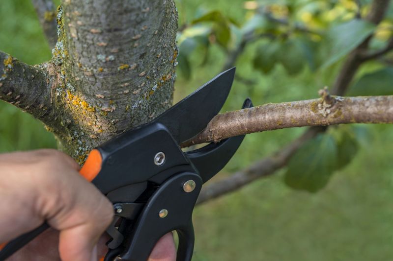 Limb Pruning in Doylestown, PA