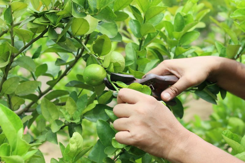 Limb Pruning in San Jose, CA