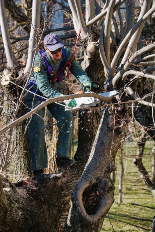 Limb Pruning in San Jose, CA