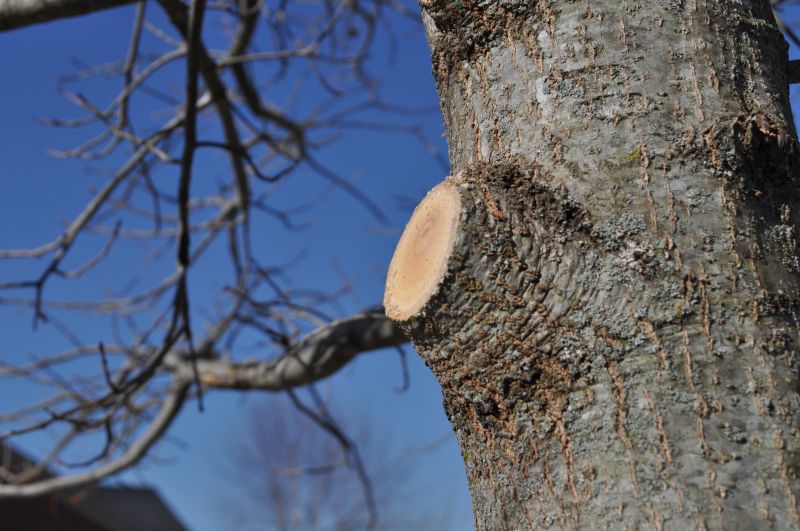 Limb Pruning in Reno, NV
