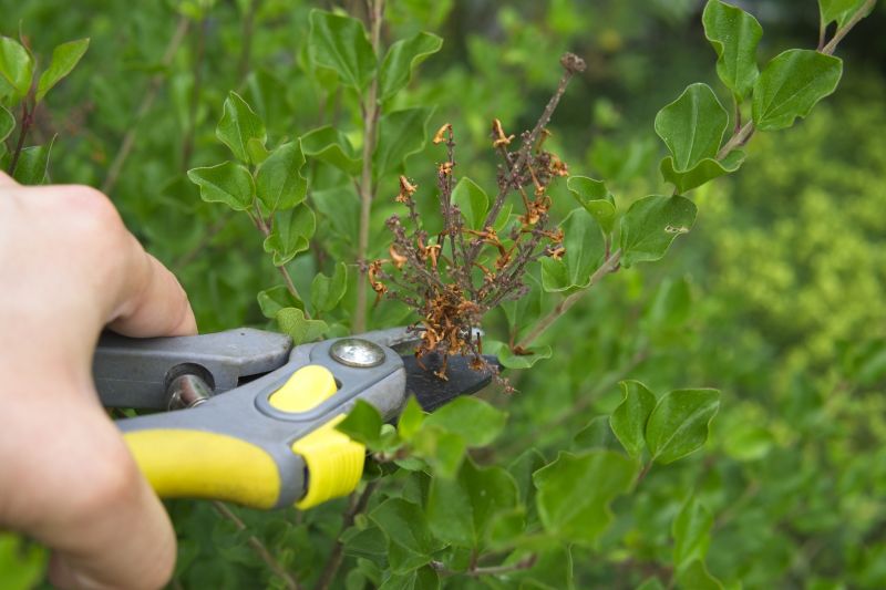 Magnolia Tree Pruning in Doylestown, PA