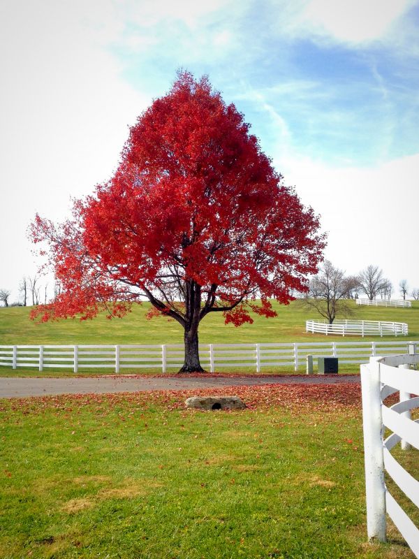 Maple Tree Pruning in Pottstown, PA