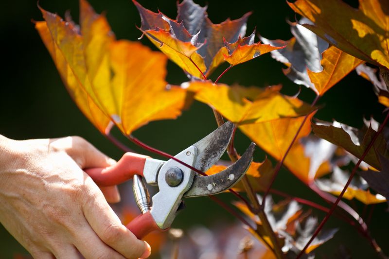 Maple Tree Pruning in Pottstown, PA