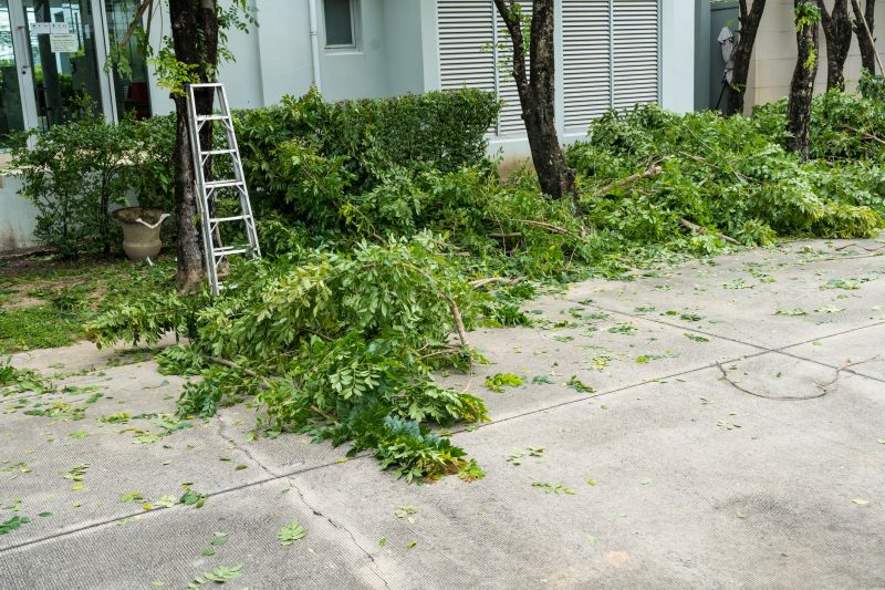Mimosa Tree Removal in Bucks County, PA