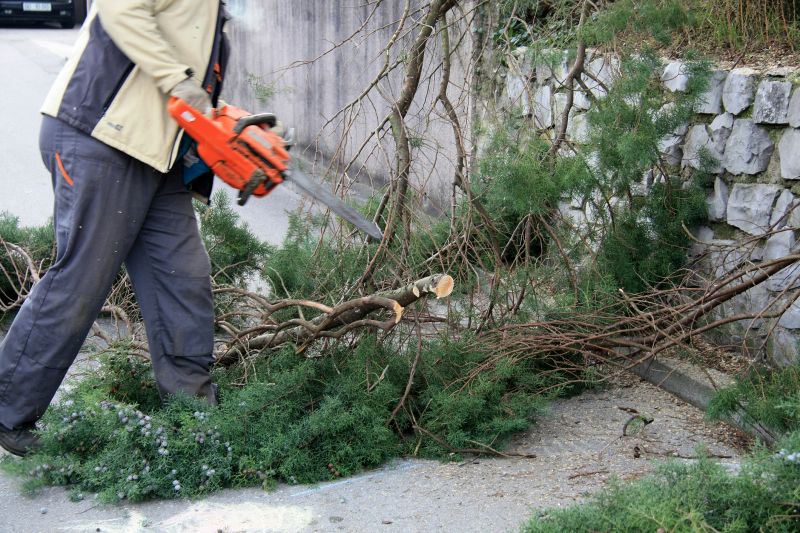 Mimosa Tree Removal in San Jose, CA