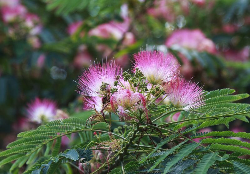 Mimosa Tree Removal in Aiken, SC