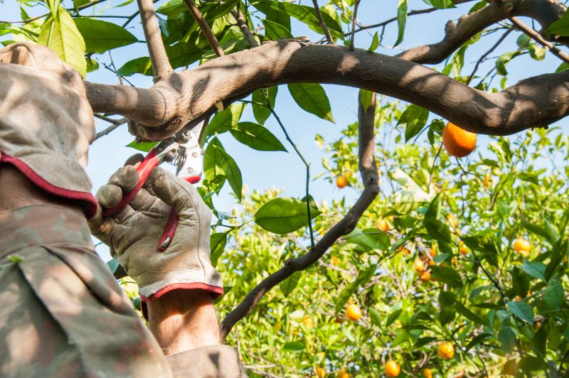 Orchard Tree Pruning in San Jose, CA
