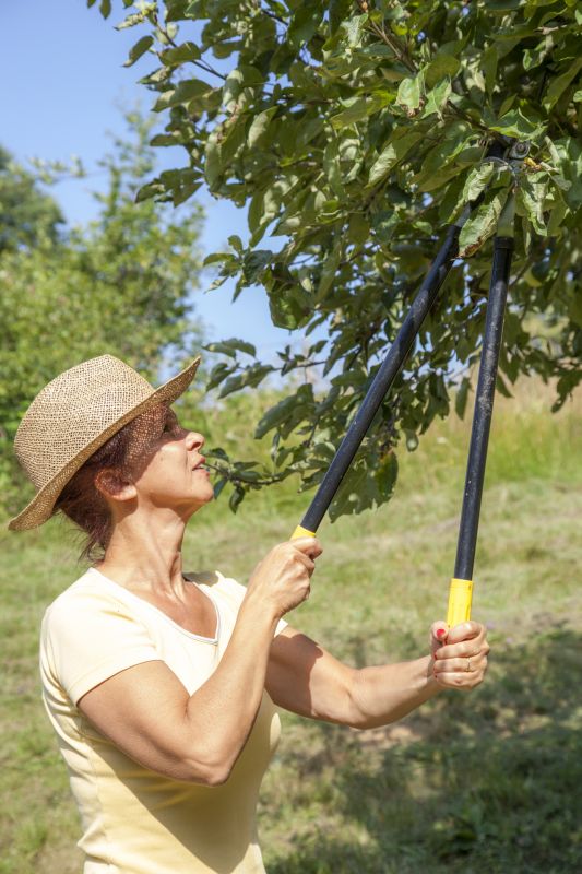 Orchard Tree Pruning in Allentown, PA