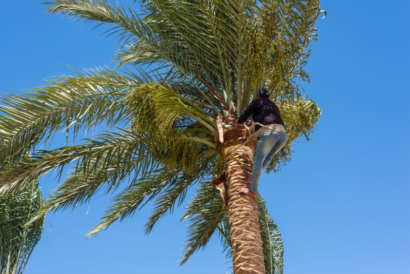 Palm Tree Removal in Reno, NV