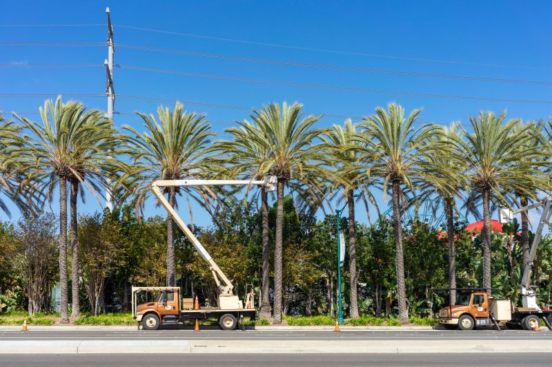 Palm Tree Trimming in San Jose, CA