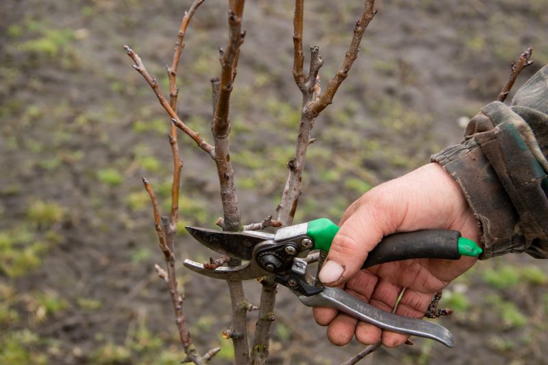 Peach Tree Pruning in Doylestown, PA
