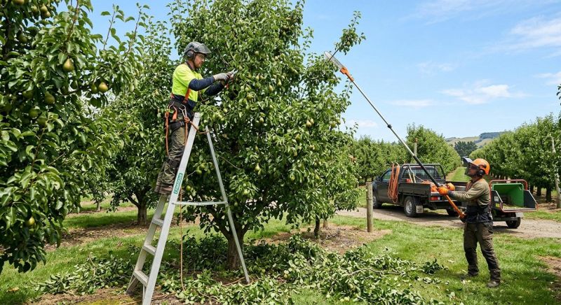 Peach Tree Pruning in Reno, NV