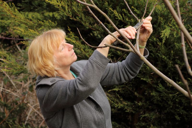Pear Tree Pruning in Reno, NV