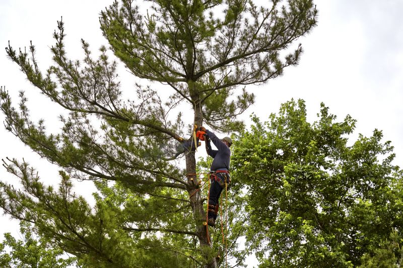 Pine Tree Trimming in Allentown, PA