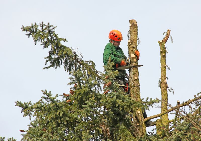 Pine Tree Trimming in Pottstown, PA