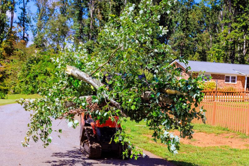Residential Tree Service in Reno, NV
