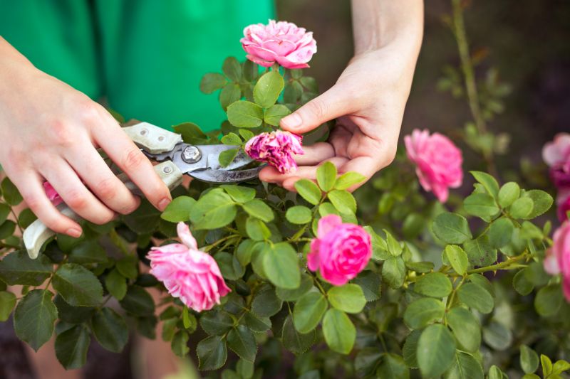 Rhododendron Pruning in Aiken, SC