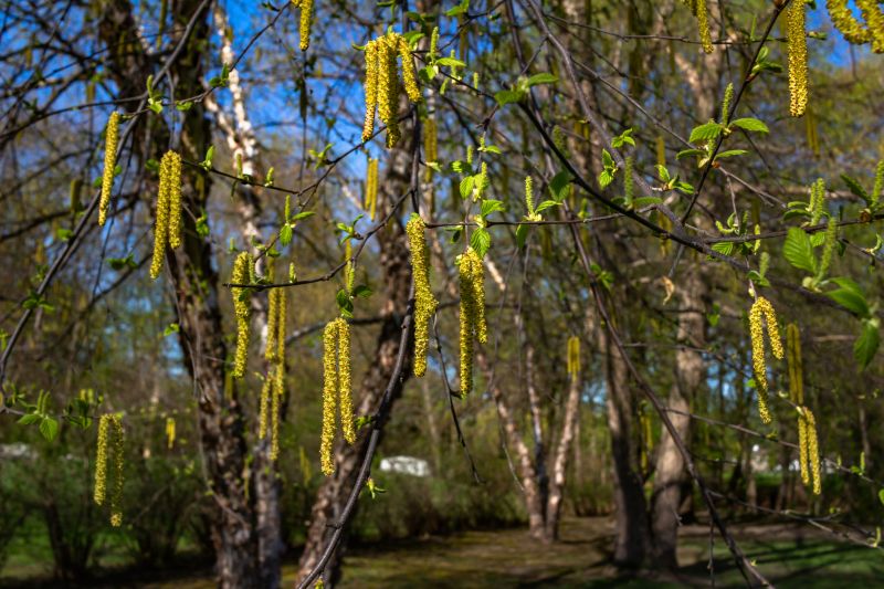 River Birch Trimming in Reno, NV