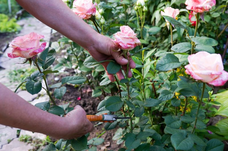 Rose Bush Pruning in Rockwall, TX