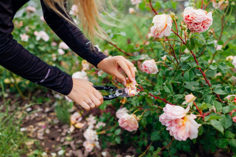 Rose Bush Pruning in Ventura County, CA