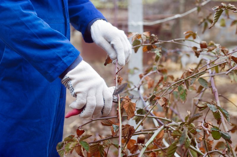 Shrub Pruning in Honolulu, HI