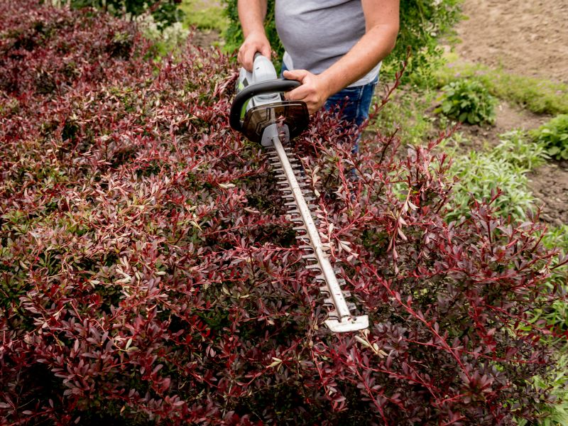 Shrub Trimming in Ventura County, CA