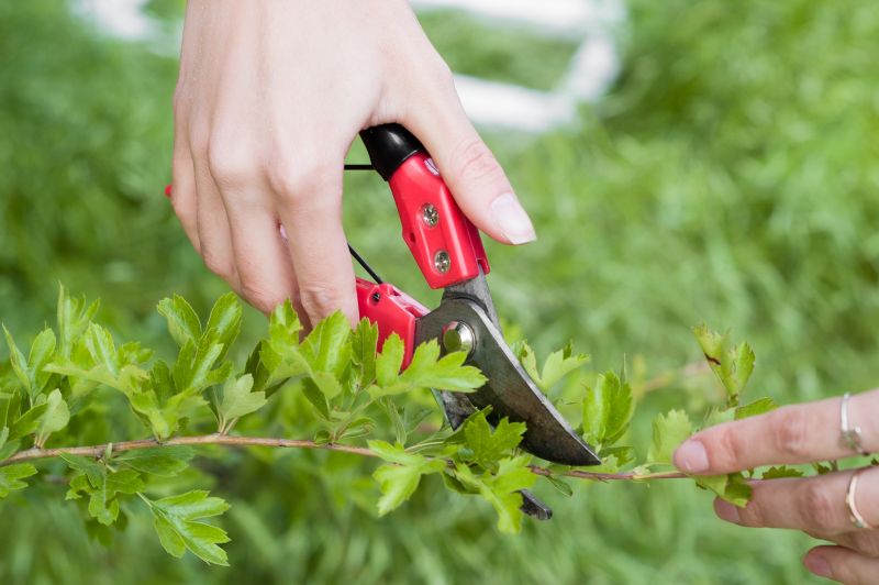Shrub Trimming in Rockwall, TX