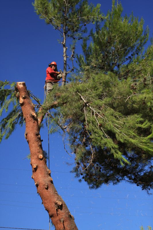 Spruce Tree Removal in Bucks County, PA