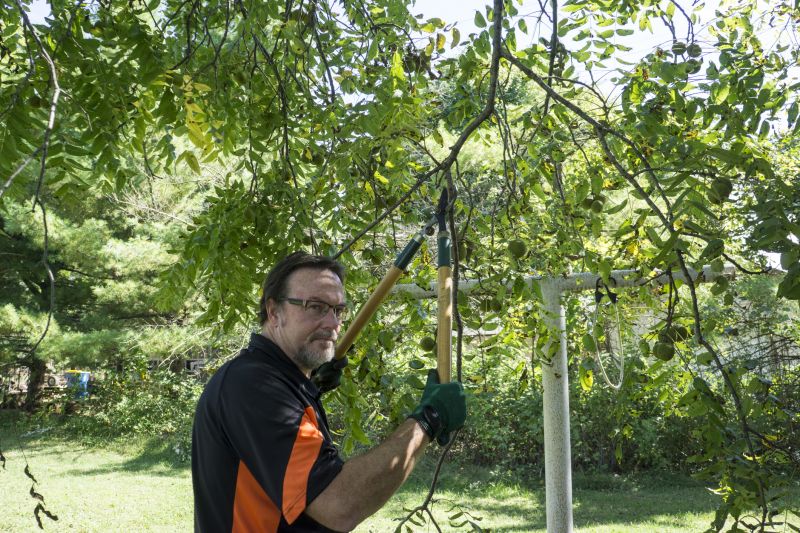 Tree Branch Cutting in Pottstown, PA