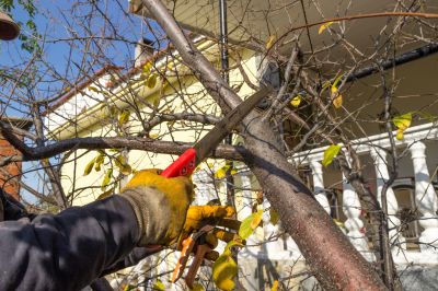 Tree Branch Cutting in Pottstown, PA