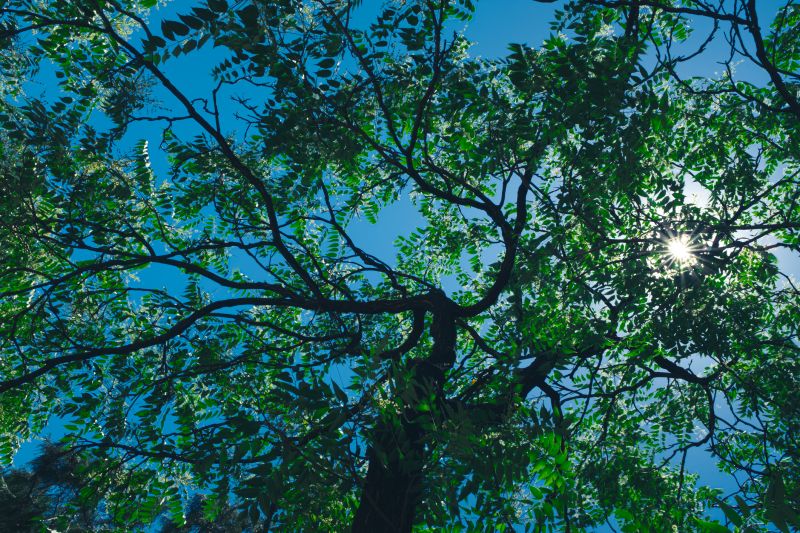 Tree Canopy Thinning in San Jose, CA