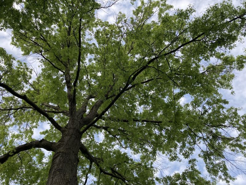 Tree Canopy Thinning in Pottstown, PA