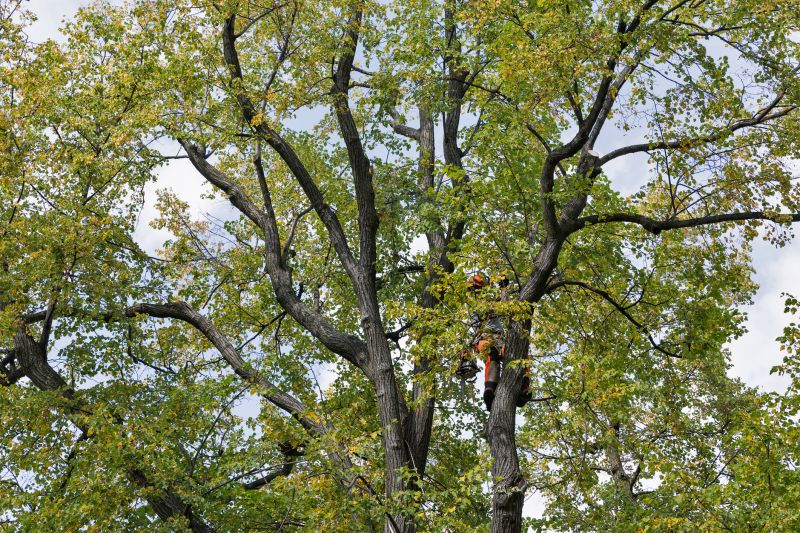 Tree Crown Shaping in San Jose, CA