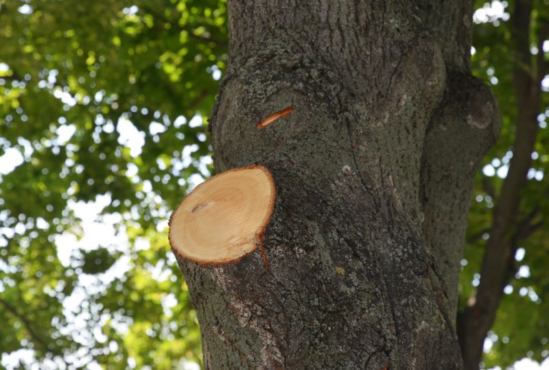 Tree Limbs Removal in Doylestown, PA
