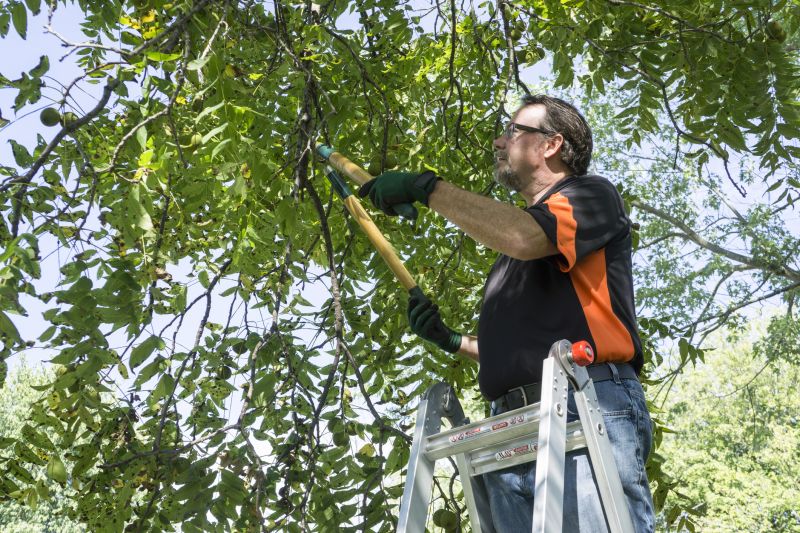 Tree Lopping Service in Allentown, PA