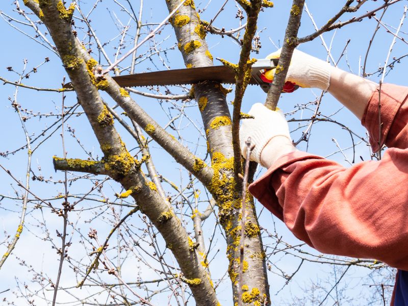 Tree Lopping Service in Pottstown, PA