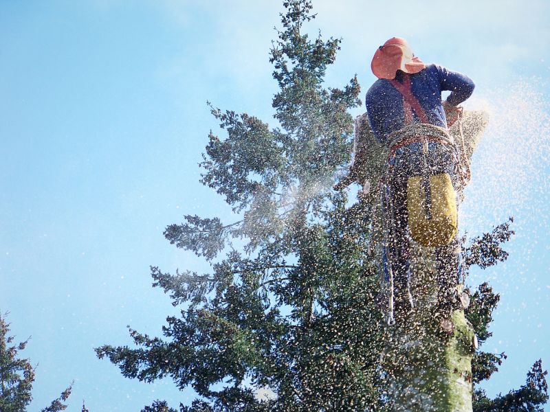 Tree Removal Service in Allentown, PA
