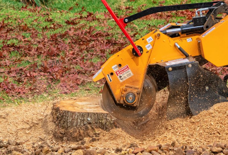 Tree Root Grinding in Calvert County, MD