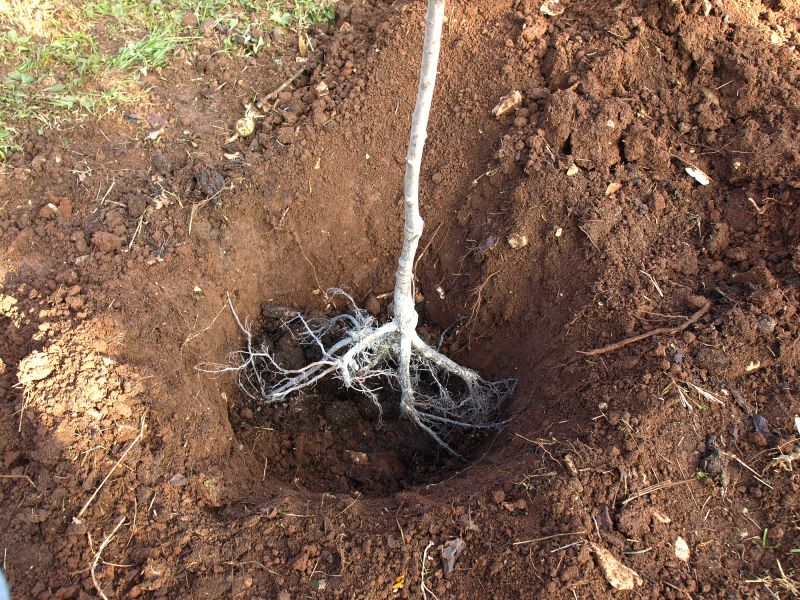 Tree Root Grinding in Aiken, SC