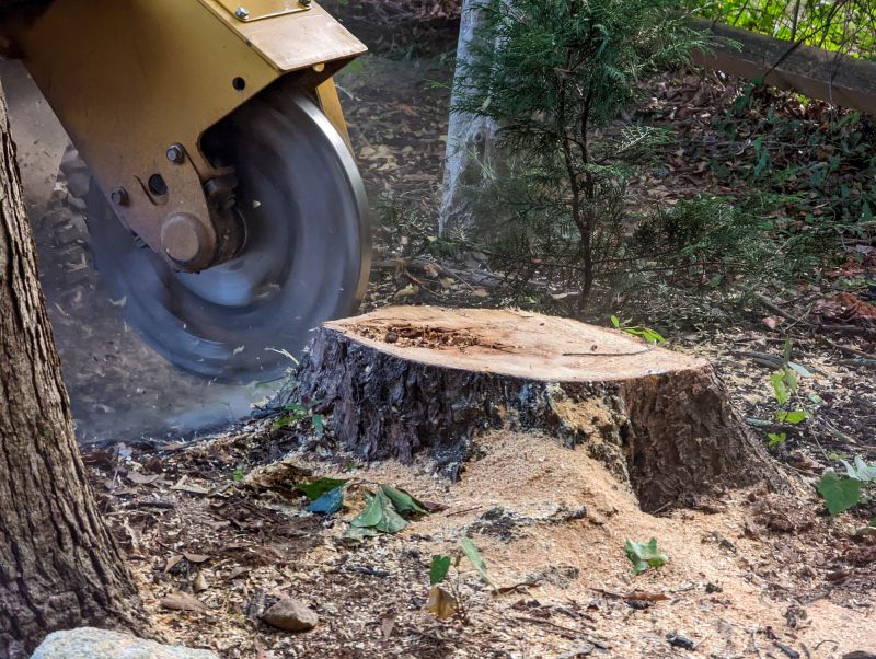 Tree Root Grinding in Waldorf, MD