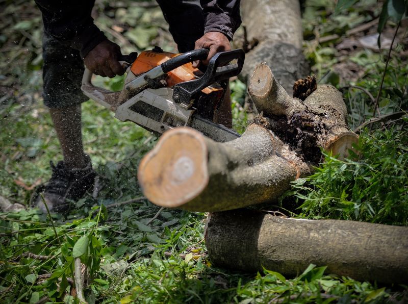 Tree Service in Aiken, SC