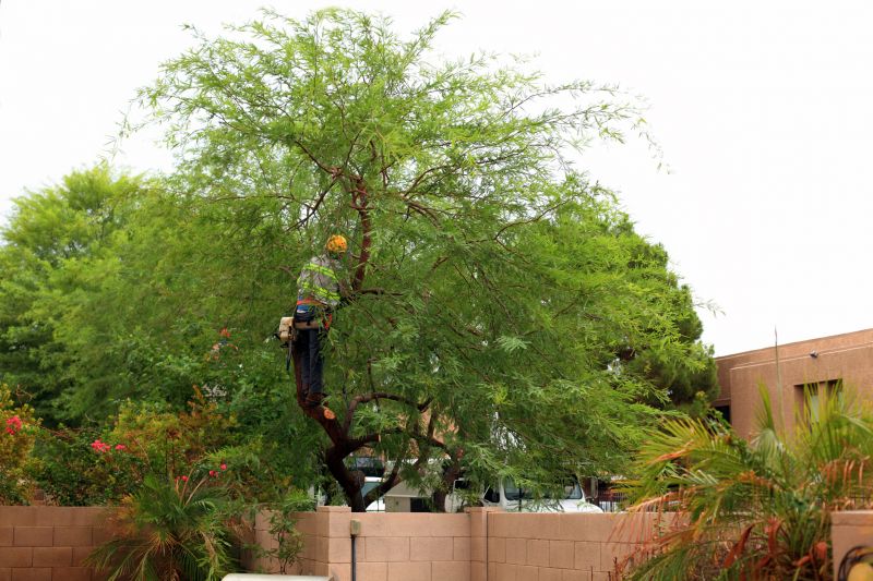 Tree Service in Reno, NV