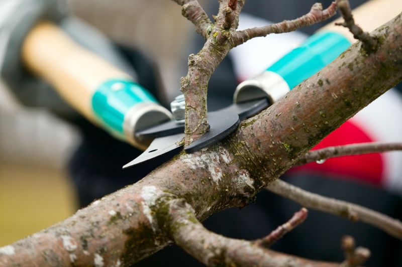 Tree Shearing in Pottstown, PA