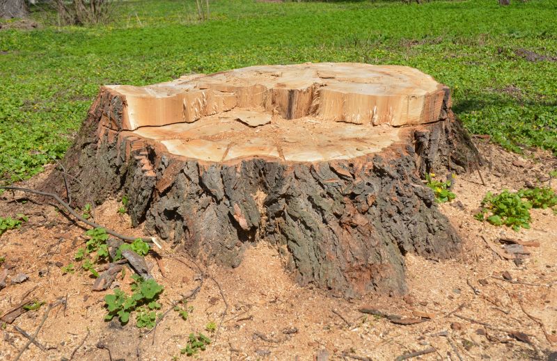 Tree Stump Removal in Calvert County, MD