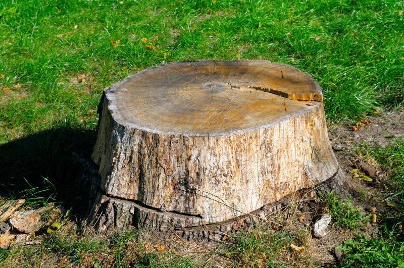 Tree Trunk Removal in Waldorf, MD