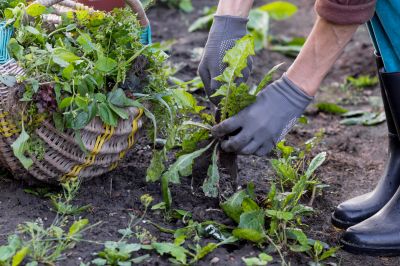 Weeding Service in Ventura County, CA