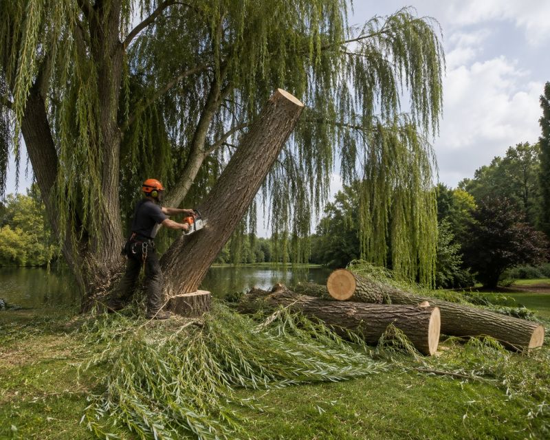 Willow Tree Removal in Pottstown, PA