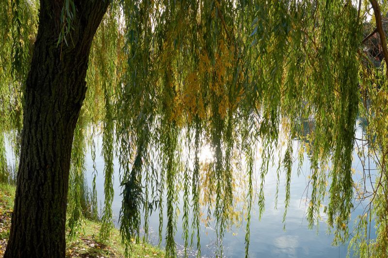 Willow Tree Removal in Pottstown, PA