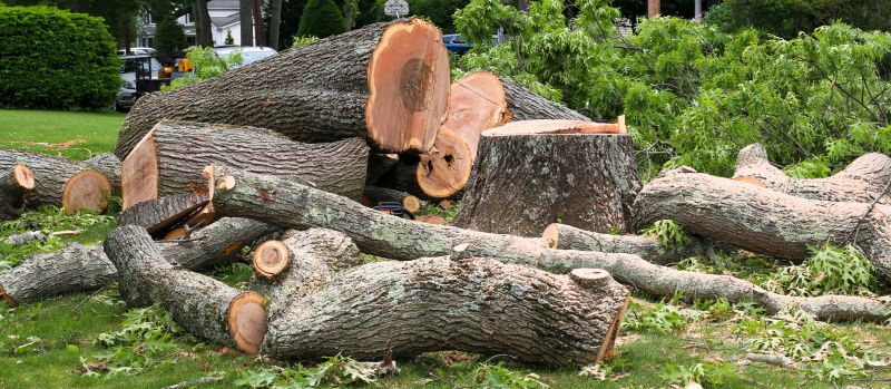 Willow Tree Removal in Allentown, PA